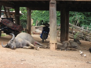Buffaloes often just lounge under the houses