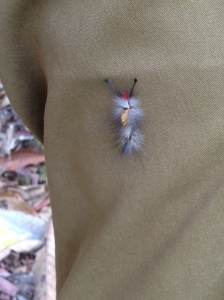Another bug of Thailand.  Adorable.