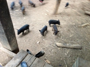Piglets at least have some freedom