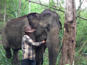 Kam Suk.  Her mahout is feeding her bark.