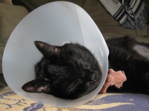 Bandit recovering in 2010. Somehow taking care of him...