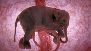 elephant womb 2