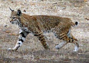 Photo from Photo from Wikipedia Creative Commons,docentjoyce.   http://commons.wikimedia.org/wiki/File:Bobcat_photo.jpg